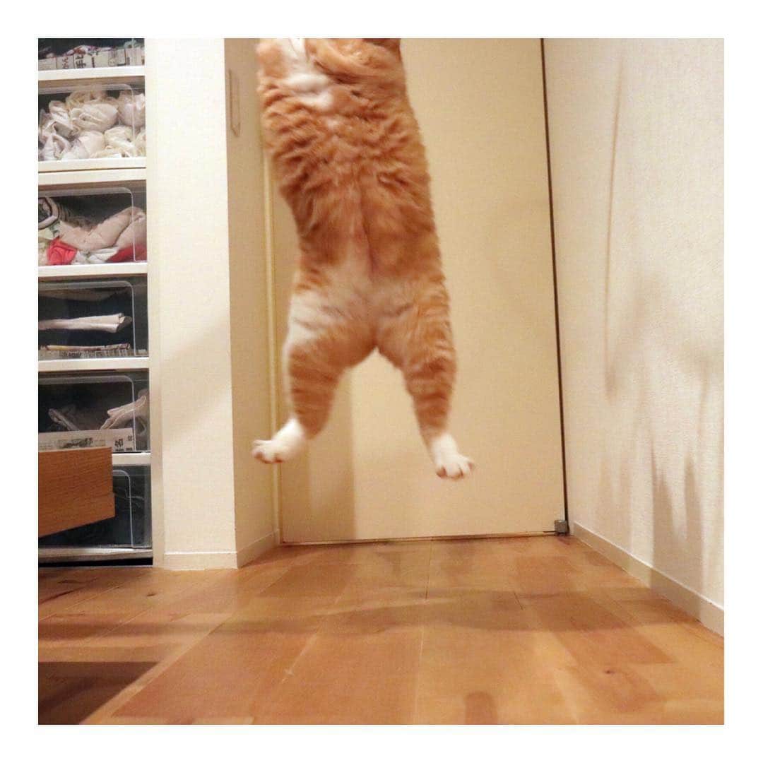 ぐっぴーさんのインスタグラム写真 - (ぐっぴーInstagram)「【閲覧注意】 こちらがお太り様のジャンプ姿であります。 ・ #よれる白ブリ #猫としての違和感 ・ JUMP!」8月21日 18時26分 - gupitaro
