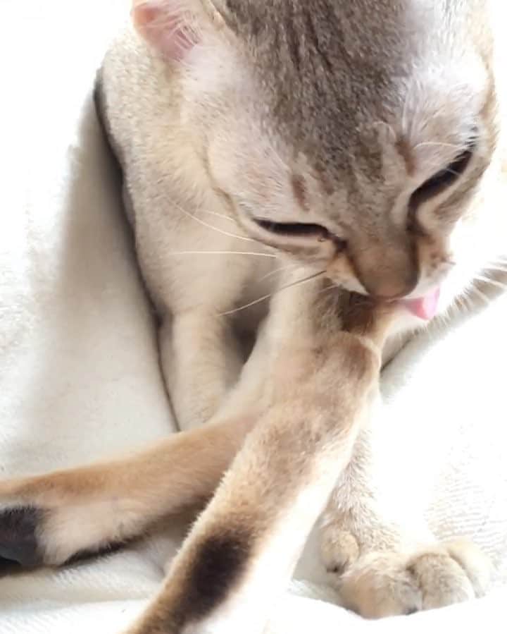 jill&titi&luna&lillyのインスタグラム：「グルーミングの音がジョリジョリ聞こえる🤣💦猫の舌すごい💓 ☆ ☆ #猫  #にゃんこ  #関東にゃんこ部  #アビシニアン  #ロシアンブルー  #シンガプーラ  #catsofinstagram  #cats  #catstagram  #russianblue  #singaporecat  #singapore  #abissinian  #catlovers  #ねこ部  #ペコねこ部  #写真好きな人と繋がりたい  #カメラ好きな人と繋がりたい  #フィルター越しの私の世界  #一眼レフ  #シンガプーラ  #アビシニアン  #ロシアンブルー  #ねこまみれ  #にゃんすたぐらむ  #ねこ部  #ふわもこ部  #ファインダー越しの私の世界  #pecon」