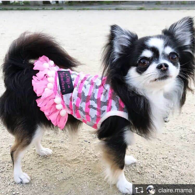 のインスタグラム：「🍉Ottyの夏 ・#Ottyタグリポスト大会 🍉 #Vol112 クレアちゃん🐶💓 (可愛いお写真スワイプしてねっ👉✨) * ボンボン＆フリンジ レースボーダータンクトップ ▶️ http://otty.net/?pid=102266301 * Otty商品をお取り扱いして下さっている福岡にあるペットショップ『ワンパークさん』のお客様❤️ 先日ワンパークさんで開催されたOttyイベントにも遊びに来てくれたチワワのクレアちゃん🐶🎶 レースボーダータンクトップのピンクカラーをチョイスしてくれたよ💕 お座り写真、メチャクチャ小さいクレアちゃん面白すぎるー😝👍 お洋服とってもお似合いで嬉しいです❣️ 人気のOttyキャリーカゴバッグもGetしてくれて、inしているお顔がメチャクチャ可愛いので、そのお写真一緒にアップさせてもらいました♡ 先日はお会い出来て嬉しかったです💘 可愛いお写真ありがとねっ🐶📸✨ * #チワワ #クレアちゃん #福岡県 #大濠公園横 #ペットショップ #ワンパーク #ボーダータンク #オッティ #可愛いお写真ありがとう #애완물가게 #애견 #귀엽다 #아이 💓🐶💓🐶💓🐶💓🐶💓🐶💓🐶💓🐶💓 Repost from @claire.mama @TopRankRepost TopRankRepost 😈パシャ！なのにすわらないのー？変なのー😈 6枚目、くうちゃんがお座りすると遠い😂 #do#dogsofinsta #dogstagram #chihuahua #치와와 #白黒チワワ #愛犬 #小型犬 #愛玩犬 #可愛い犬 #photo #photogenic #photography #instadog #犬の散歩 otty」