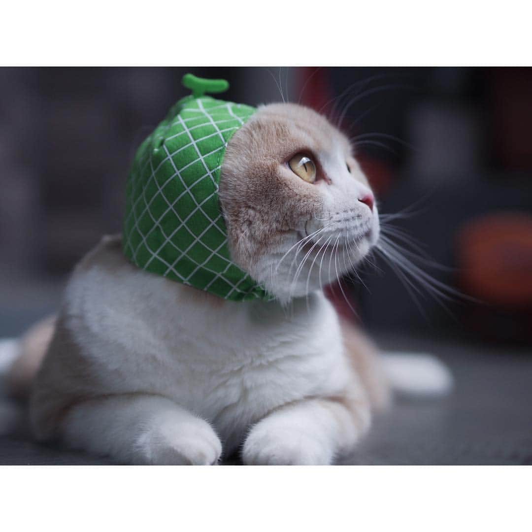 lemongeのインスタグラム：「おはよう🐾 . なつやすみ おわったな . My holidays ended  all at soon...😭 . 怠けることに関して こと順応性高めな ぬし、 休み明けがツライです。 今週はリハビリ兼ねての ぼちぼちな社会復帰です。 がんばるぞぉー、えいおー 今日も楽しい1日を . Good morning Have a good day!!🐾👋🏼 . 🍋 & 🐈🍈🐈」
