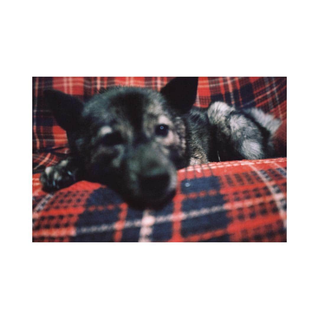 芳根京子さんのインスタグラム写真 - (芳根京子Instagram)「でろーん。 くまさん。 今頃何してるのかなぁ。  #film #くまこ #くまさん #愛犬 #愛熊？ #私は #累 #撮影中です ☺︎」8月22日 11時30分 - yoshinekyoko
