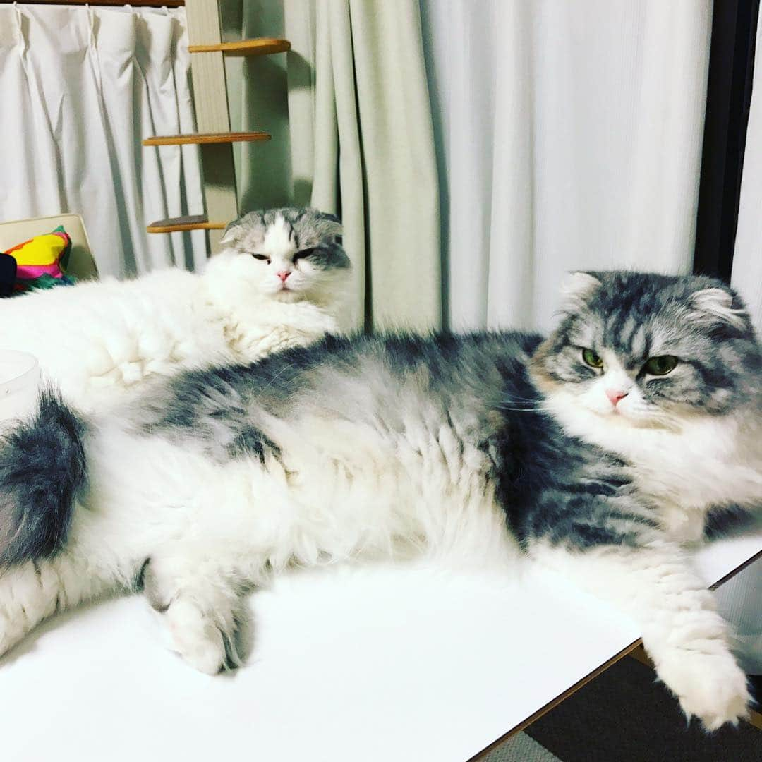 今日マチ子のインスタグラム：「8月のニャンコニャンコの日よ！ #猫の日」