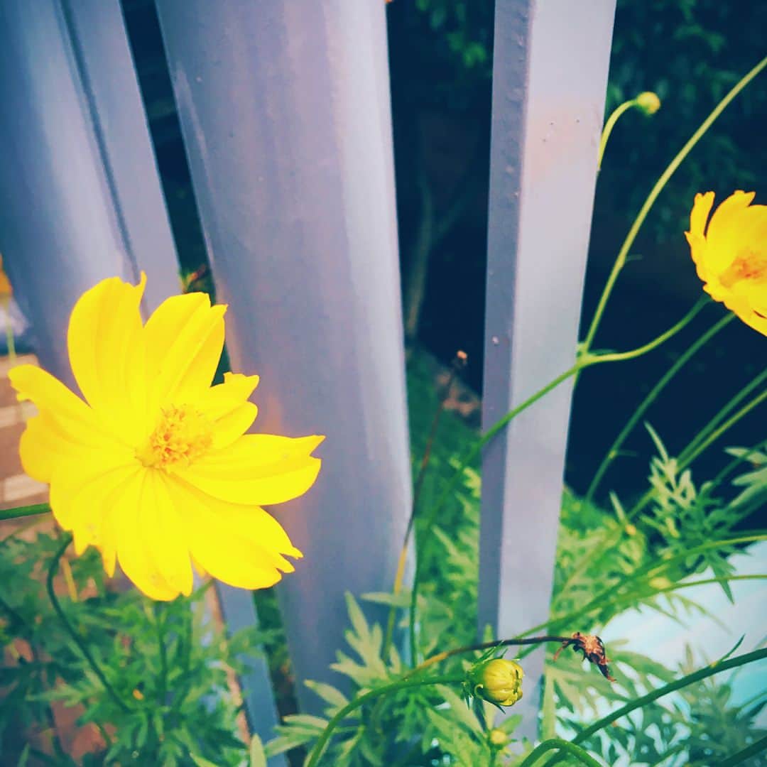 剣 さんのインスタグラム写真 - (剣 Instagram)8月22日 23時50分 - sadie_tsurugi