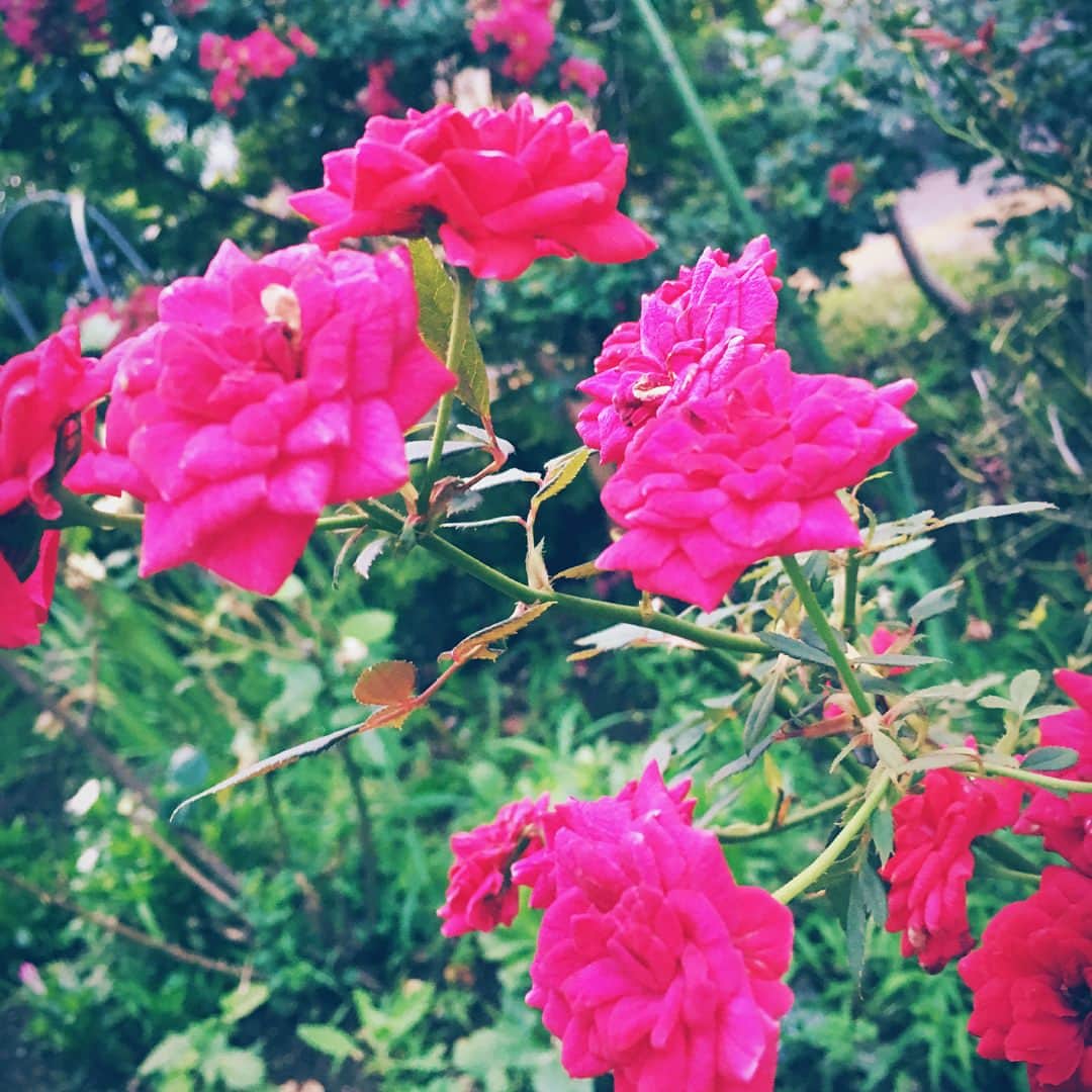 剣 さんのインスタグラム写真 - (剣 Instagram)8月22日 23時50分 - sadie_tsurugi
