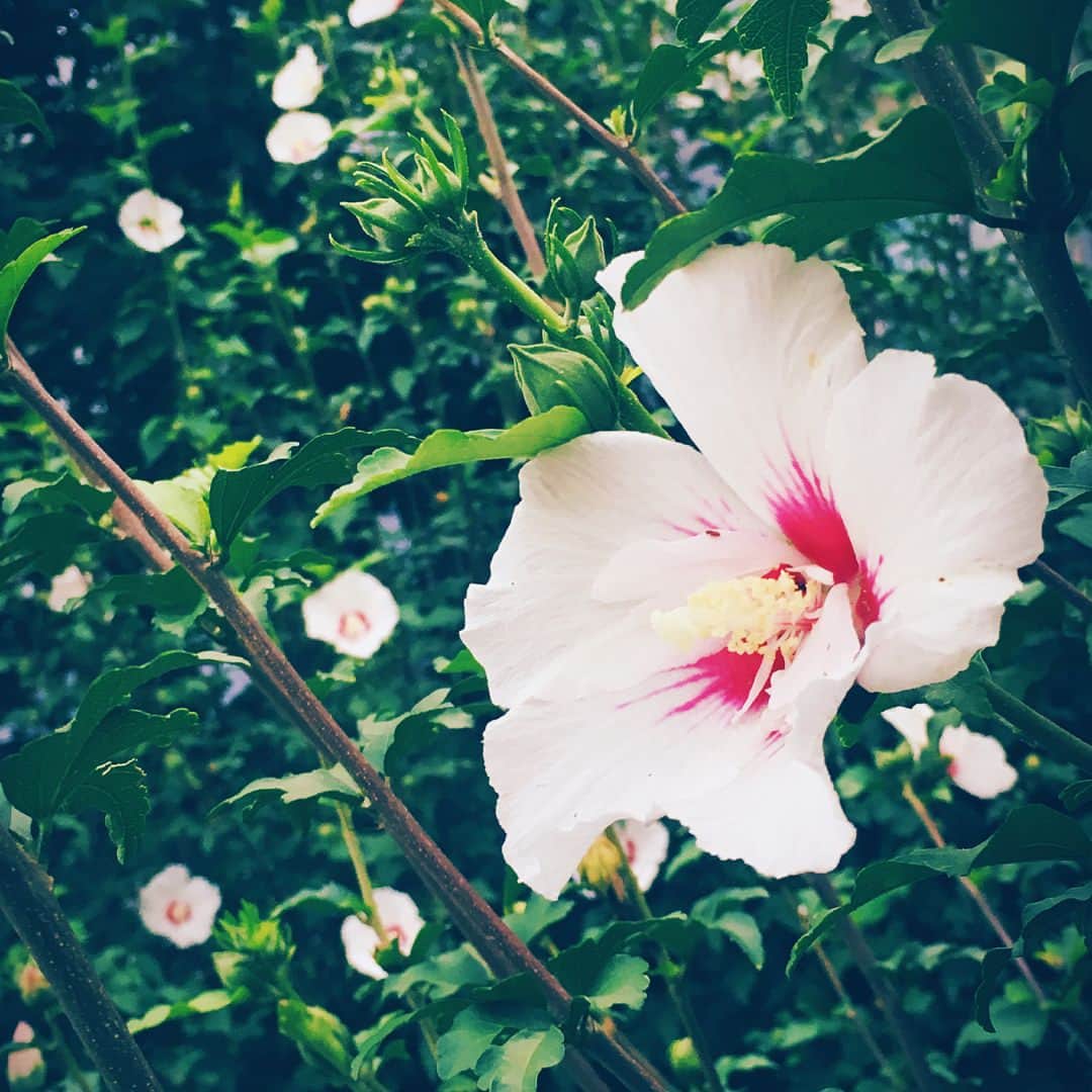 剣 さんのインスタグラム写真 - (剣 Instagram)8月22日 23時50分 - sadie_tsurugi