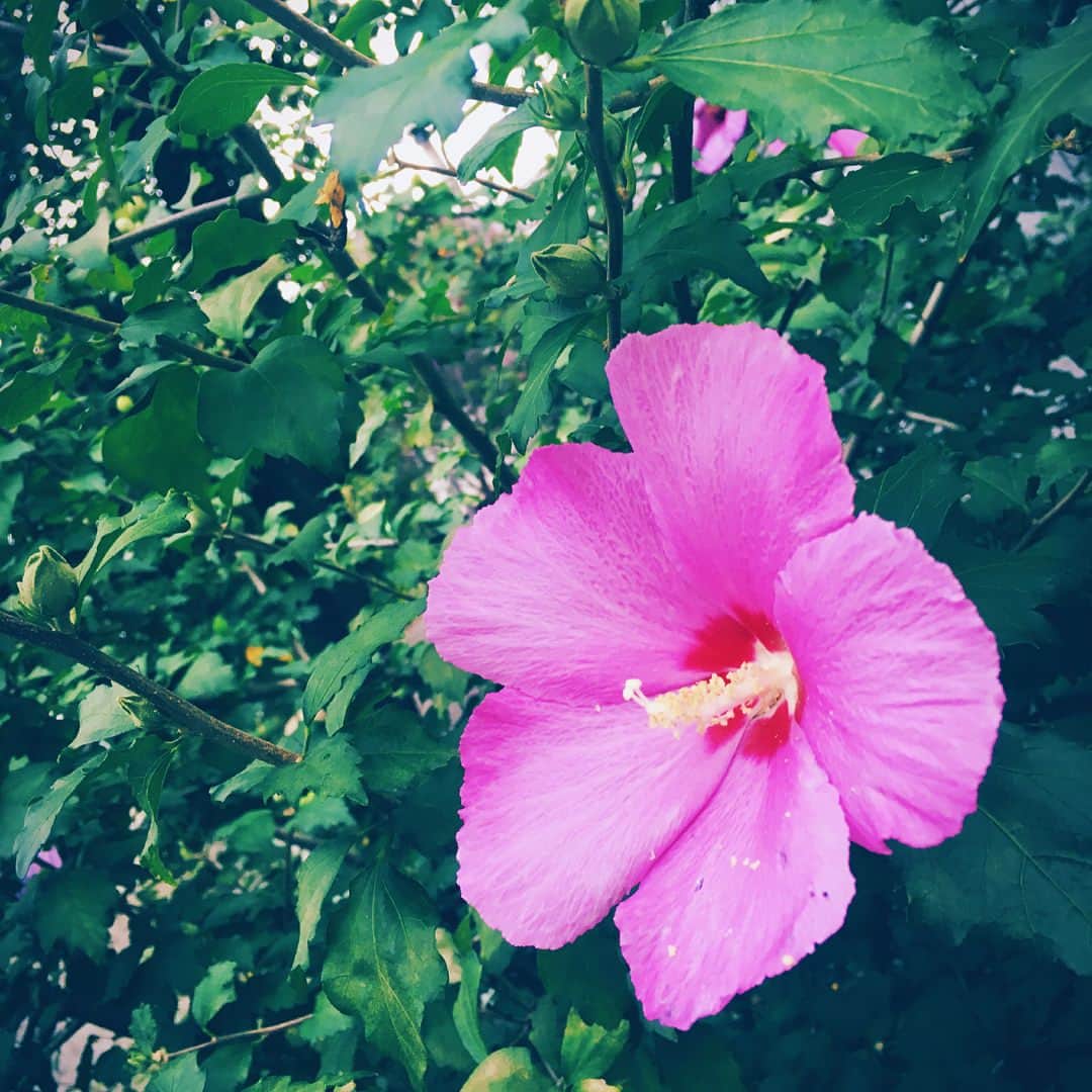 剣 さんのインスタグラム写真 - (剣 Instagram)8月22日 23時50分 - sadie_tsurugi