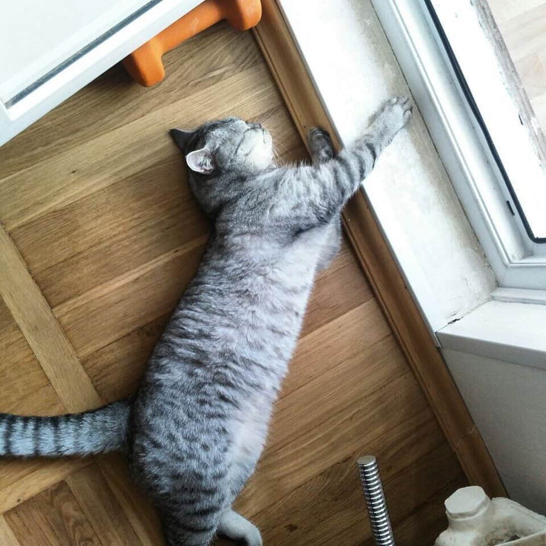 Любители котиковのインスタグラム：「Фото @_venya_cat_  Хочешь попасть к нам на страницу ❓ 👉Отметь свое фото хэштегом #bestcatsinsta  Подписывайся - Subscribe! @ilyaenotov @ilyaenotov @ilyaenotov 🐈🐈🐈🐈🐈🐈🐈🐈🐈🐈🐈🐈🐈🐈🐈🐈🐈🐈🐈🐈🐈🐈🐈🐈🐈🐈🐈 #cat #kitten #kittens #кошка #кошки #котенок #котята #кот #котэ #котейка #котики #neko #katze #gato #gatto #kedi #köttur #kissanpentu #кішка #lovecats #funnycat #catoftheday」