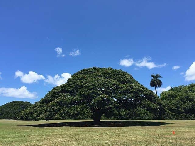 テラスハウスのインスタグラム：「この木何の木 気になる木 🌳 #hawaii #hawaiilife  #TERRACEHOUSE #ALOHASTATE #テラスハウス #アロハステート」