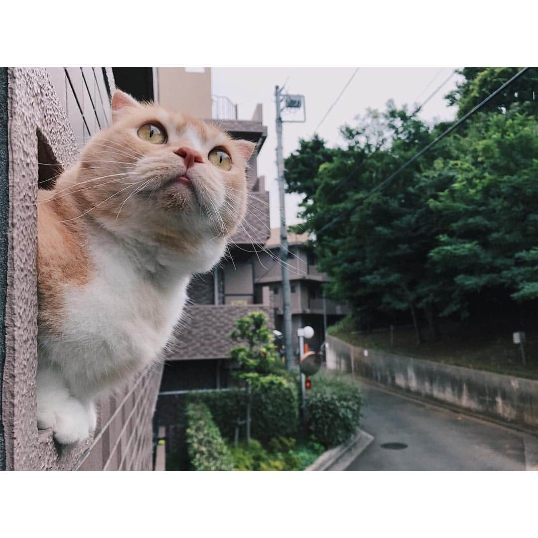 のインスタグラム：「おはよう🐾 . きょうも あつくなるかな？ . . . 曇っててもムシムシ暑い やんなるわぁ  もふもふもふもふ もふようび 今日も楽しい1日を！ . Good morning Have a nice MOFU-yobi🐾👋🏼 . 🍋 & 🐈🐈」