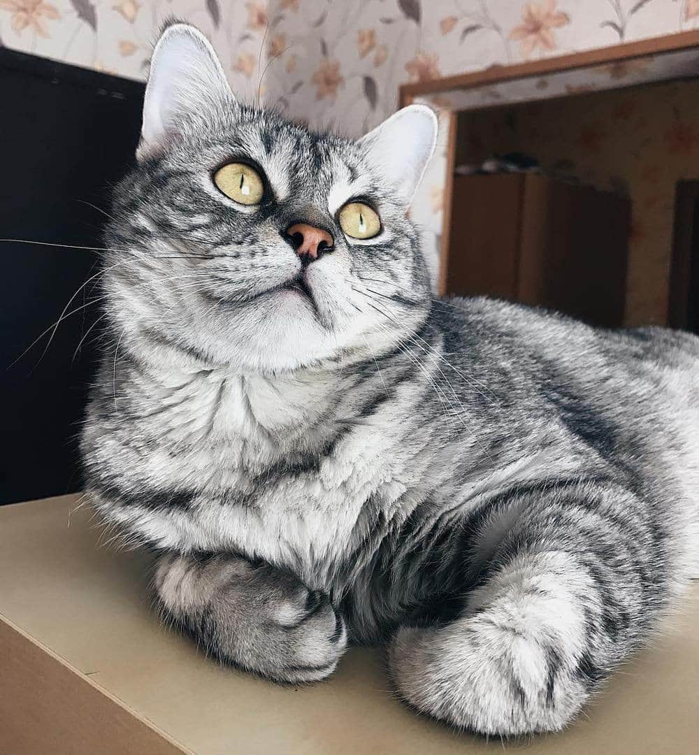 Любители котиковのインスタグラム：「Фото @annie_kaplunova  Хочешь попасть к нам на страницу ❓ 👉Отметь свое фото хэштегом #bestcatsinsta  Подписывайся - Subscribe! @ilyaenotov @ilyaenotov @ilyaenotov 🐈🐈🐈🐈🐈🐈🐈🐈🐈🐈🐈🐈🐈🐈🐈🐈🐈🐈🐈🐈🐈🐈🐈🐈🐈🐈🐈 #cat #kitten #kittens #кошка #кошки #котенок #котята #кот #котэ #котейка #котики #neko #katze #gato #gatto #kedi #köttur #kissanpentu #кішка #lovecats #funnycat #catoftheday」