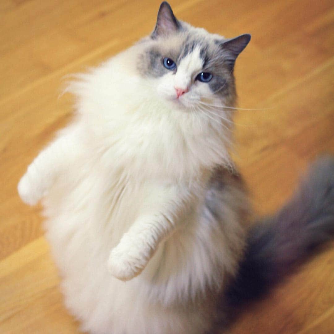 アンナのインスタグラム：「#cat #ragdoll #ragdollcat #neko #ネコ #ねこ #猫 #ラグドール」