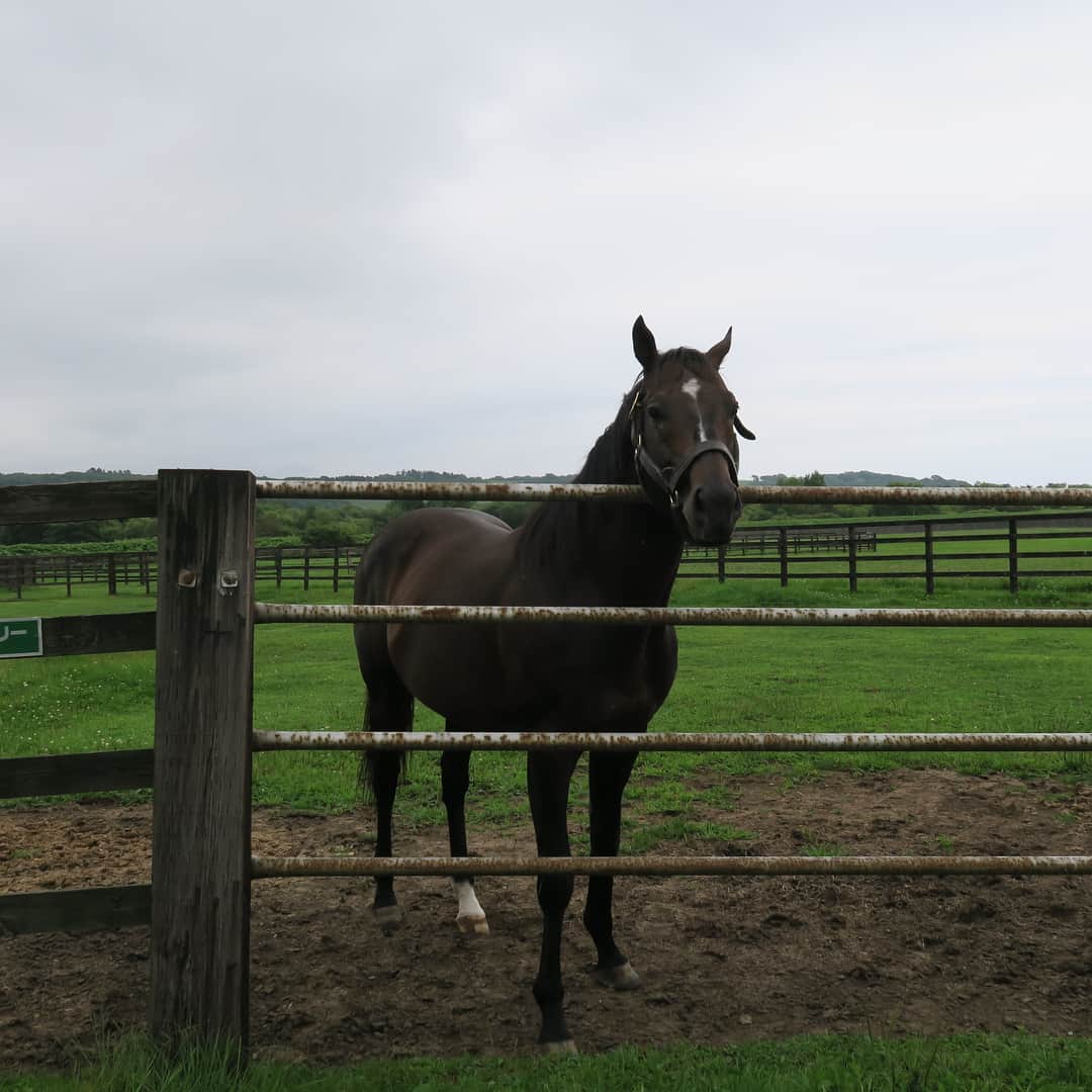 津田麻莉奈さんのインスタグラム写真 - (津田麻莉奈Instagram)「この旅の個人的メインイベントは…‼️ 私を競馬の世界へ導いてくれた世界一大好きな馬🐎✨ #トゥザグローリー に2年ぶりに会う事☺️ ⁑ 相変わらず元気で可愛くてヤンチャで、 大好きな彼の姿がそこにありました…☺️💓 ⁑ 写真4枚目👉スワイプしてね👉 「ばいばい、またね。」って言ったら、 アゴをちょこんと乗せて見送ってくれた😚 ⁑ お世話になった関係者の皆さま✨ イーストスタッドの皆さま✨ ありがとうございました‼️ ⁑ #津田グローリー #ツダグローリー #競馬 #keiba #馬 #totheglory #horse #horseracing #instahorse #北海道 #浦河 #hokkaido #summersale  #サマーセール #津田麻莉奈 #まりなる」8月24日 20時07分 - tsudamarinal