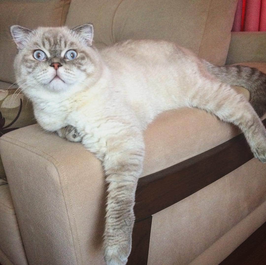 Любители котиковのインスタグラム：「Фото @barnili_gunler  Хочешь попасть к нам на страницу ❓ 👉Отметь свое фото хэштегом #bestcatsinsta  Подписывайся - Subscribe! @ilyaenotov @ilyaenotov @ilyaenotov 🐈🐈🐈🐈🐈🐈🐈🐈🐈🐈🐈🐈🐈🐈🐈🐈🐈🐈🐈🐈🐈🐈🐈🐈🐈🐈🐈 #cat #kitten #kittens #кошка #кошки #котенок #котята #кот #котэ #котейка #котики #neko #katze #gato #gatto #kedi #köttur #kissanpentu #кішка #lovecats #funnycat #catoftheday」