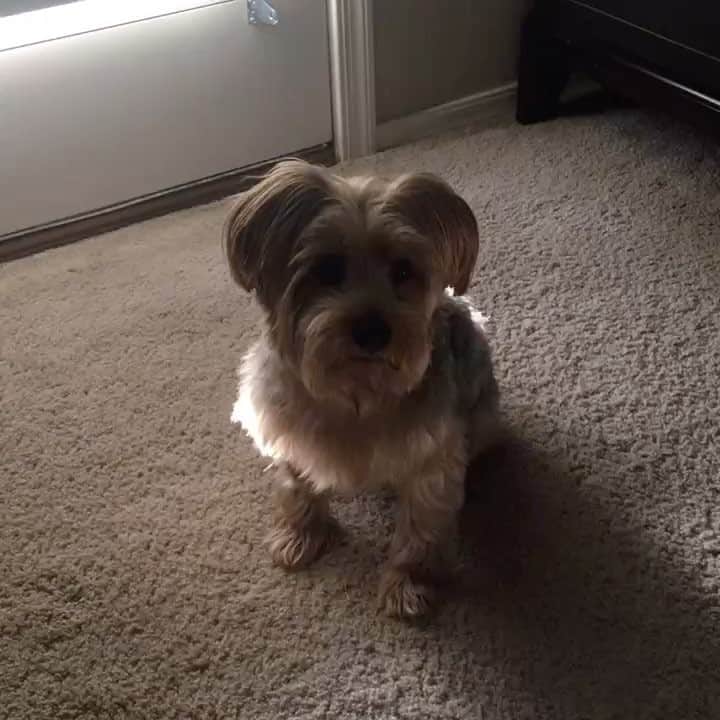 のインスタグラム：「Listen to him! 😭 Monte is going home tomorrow! 😍 We are going to miss him so much! 😫♥️🤗」