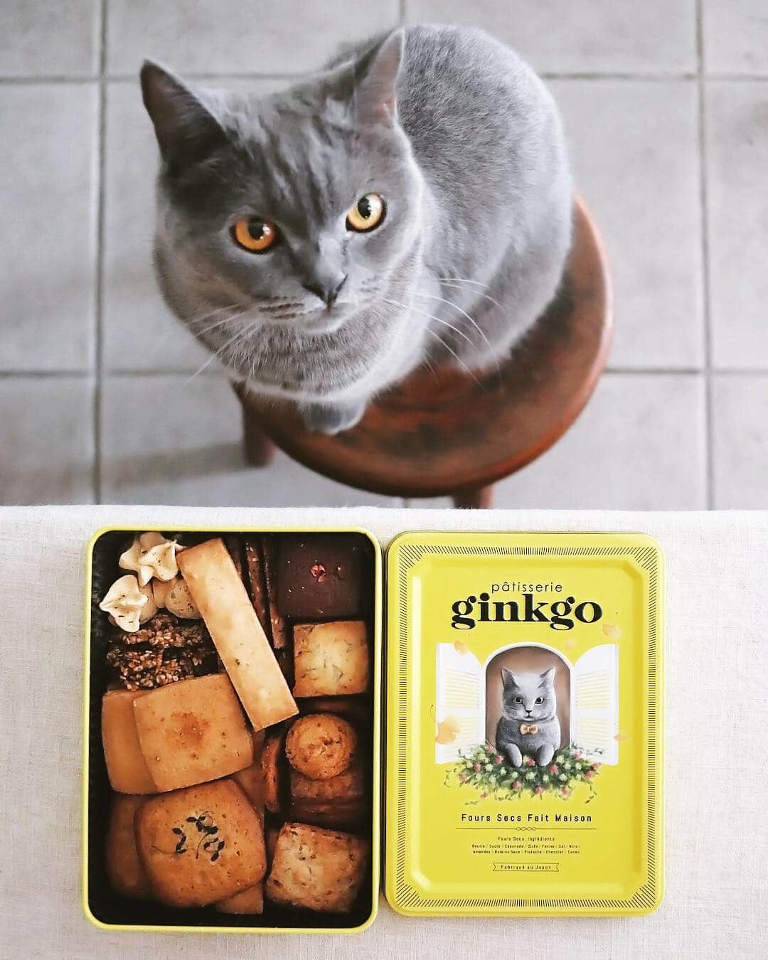 樋口正樹さんのインスタグラム写真 - (樋口正樹Instagram)「Patisserie Ginkgo . うちのボナさんが お菓子のパッケージのモデルに！ . 黄色いデザインのこの缶、 パティスリージャンゴさんの 香ばしいサブレ・サレです。 @patisserieginkgo . 可愛らしいパッケージで、イラストのデザインはポッチャリしてますが、普段のボナさんもほんとこんな感じ。上から撮るとシュっと見えますけど、実際のほんとムッチリ。 . ※ただいま生産数に限りがあるため店頭のみでの受付になり、ご予約やお取置きはしてなく、ご了承くださいとのことです。まずはお近くの方はぜひ。 . . #おやつ #お菓子 #焼き菓子 #サブレ #サブレサレ #パティスリージャンゴ #パティスリー #大阪 #大阪市西区新町 #猫缶 #サレ缶 #クッキー缶 #樋口ボナ #bonahiguchi #pâtisserieginkgo #sablé」8月26日 12時52分 - higuccini