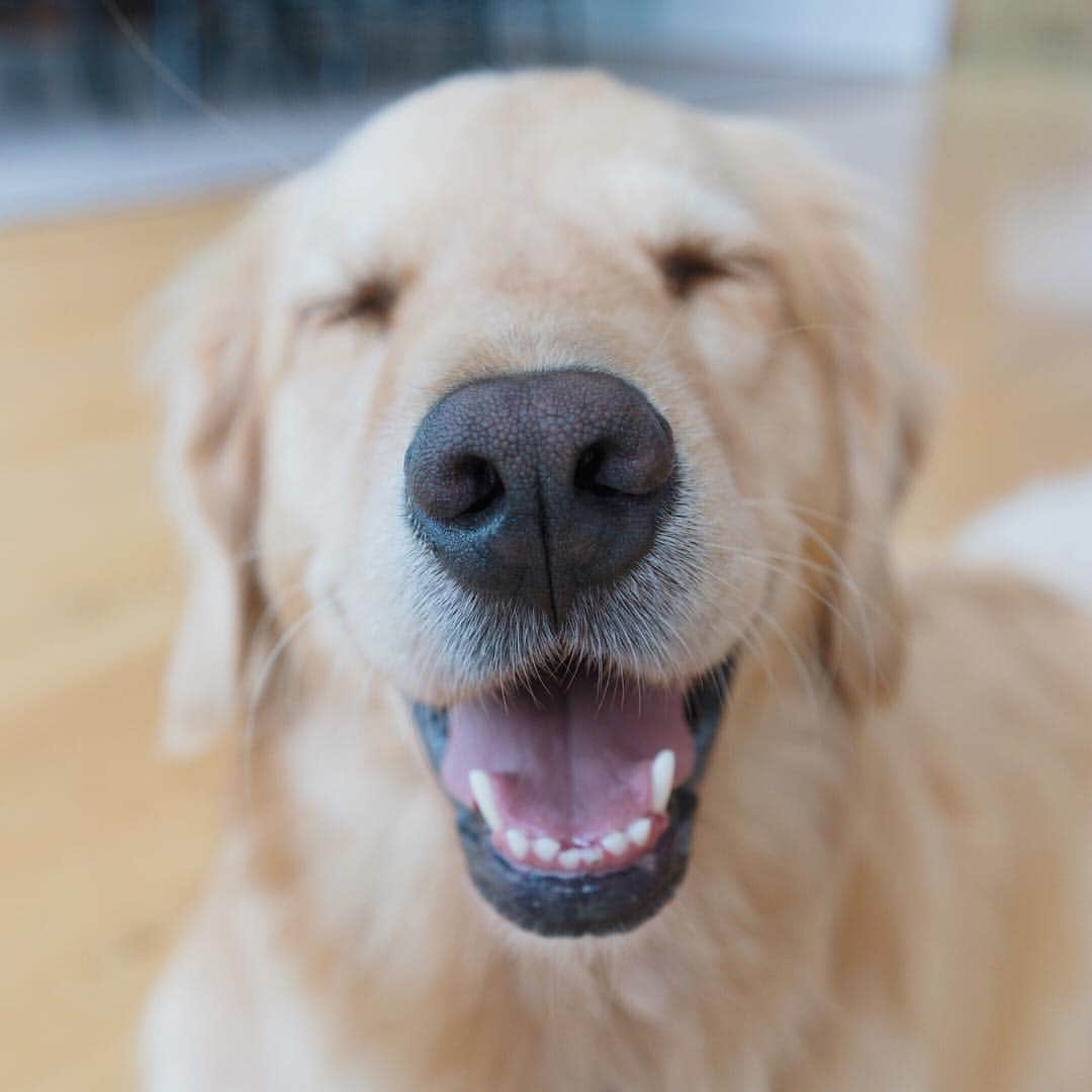 ケビン・シストロムのインスタグラム：「@dolly was so happy this morning when I mentioned it's #nationaldogday 😝」