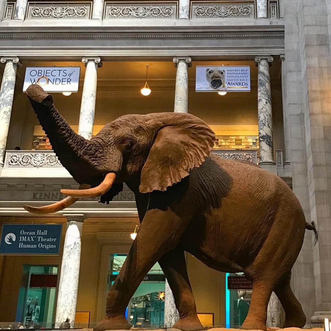 川原亜矢子のインスタグラム：「ナイト ミュージアム 2 #smithonian #washingtondc #museum #summer #travel #ロケ地 #ワシントンＤＣ #旅 #アメリカ」