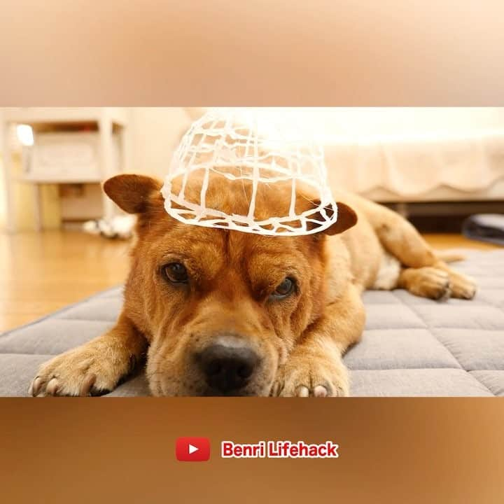 便利ライフハックのインスタグラム：「グルーで帽子作ってみた！ Glue gun hack for your dog :) #gluegun #glue #dog #sharpei #シャーペイ #youtube #グルーガン #犬の帽子 #犬」