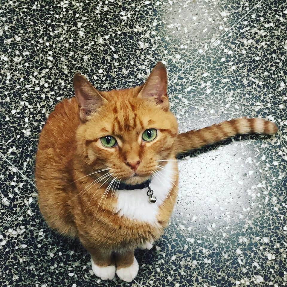 ボボのインスタグラム：「#throwback  Wow! Mom found a photo of me back when I was at the store. I look adorable😻 #tabbycat #catsofinstagram #handsomecat #datcuteface #instacat #greeneyes」