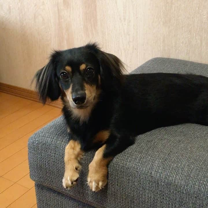 まさのインスタグラム：「ママが帰ってきてダッシュ！ #犬  #dog  #ミニチュアダックスフンド  #ちわっくす #ぶらっくたん」