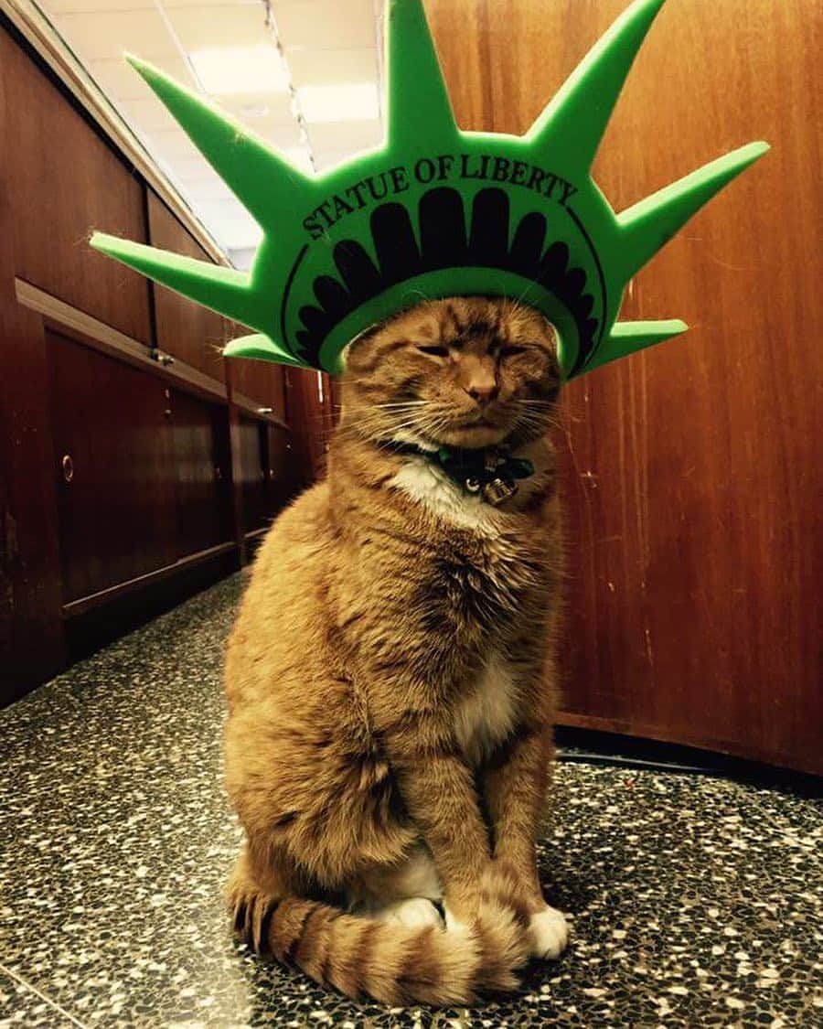 ボボのインスタグラム：「Back then, I was the only wise cat who wears a Statue of Liberty hat. 😼✳️ #throwback #wiseking #statueofliberty #foamhat #catsofinstagram #tabbycat #allhailtheking」