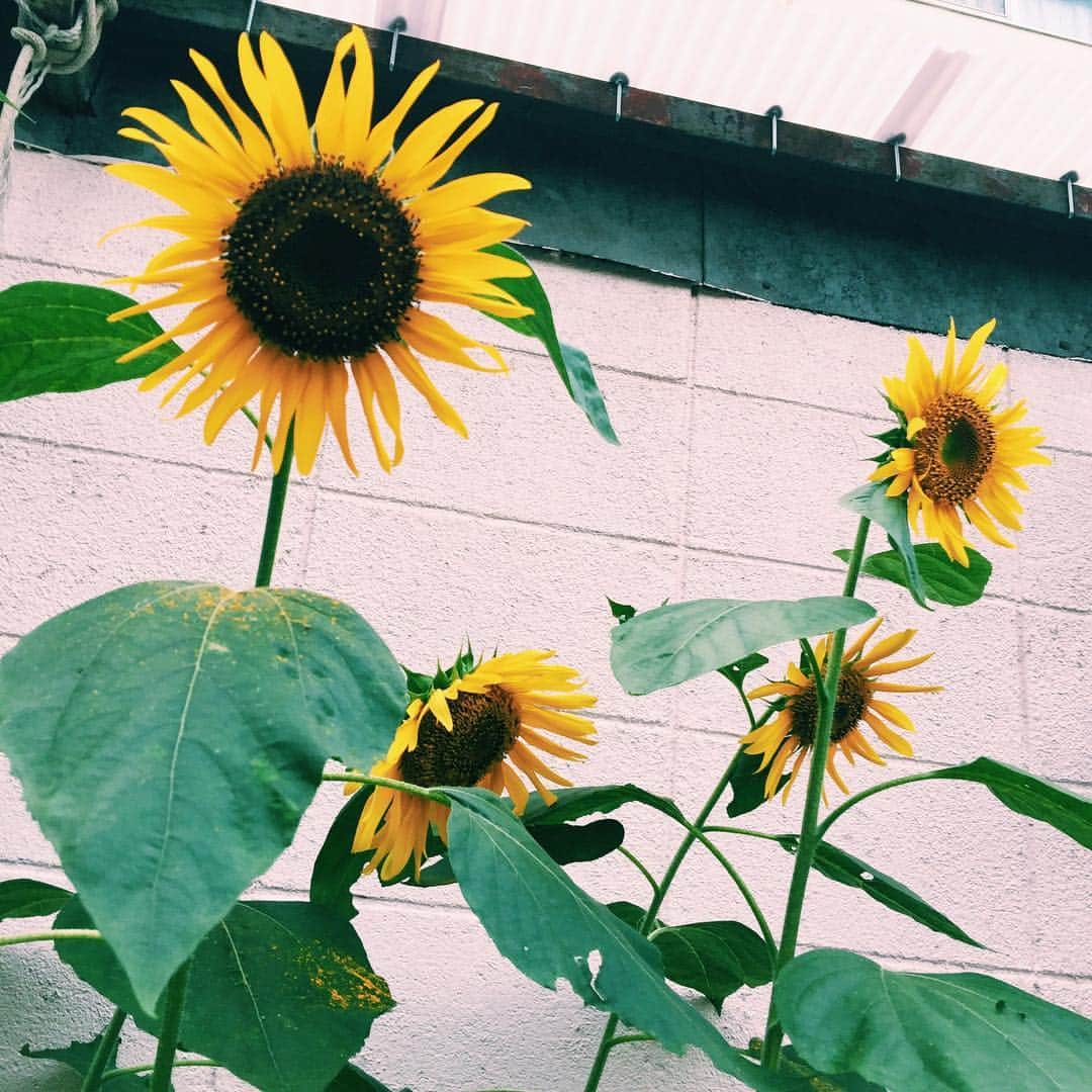 杉ありさのインスタグラム：「8月ももうラスト… 夏終わっちゃうなぁ🌻 一番好きな季節。 今月は自分の事も人の事も沢山知れた月だったなぁ。 残りの毎日も後悔のないように🌈 #8月 #夏 #日本 #2017 #ひまわり #happy #summer #love #instalike #instalove #instagood #flowers #sunflower」
