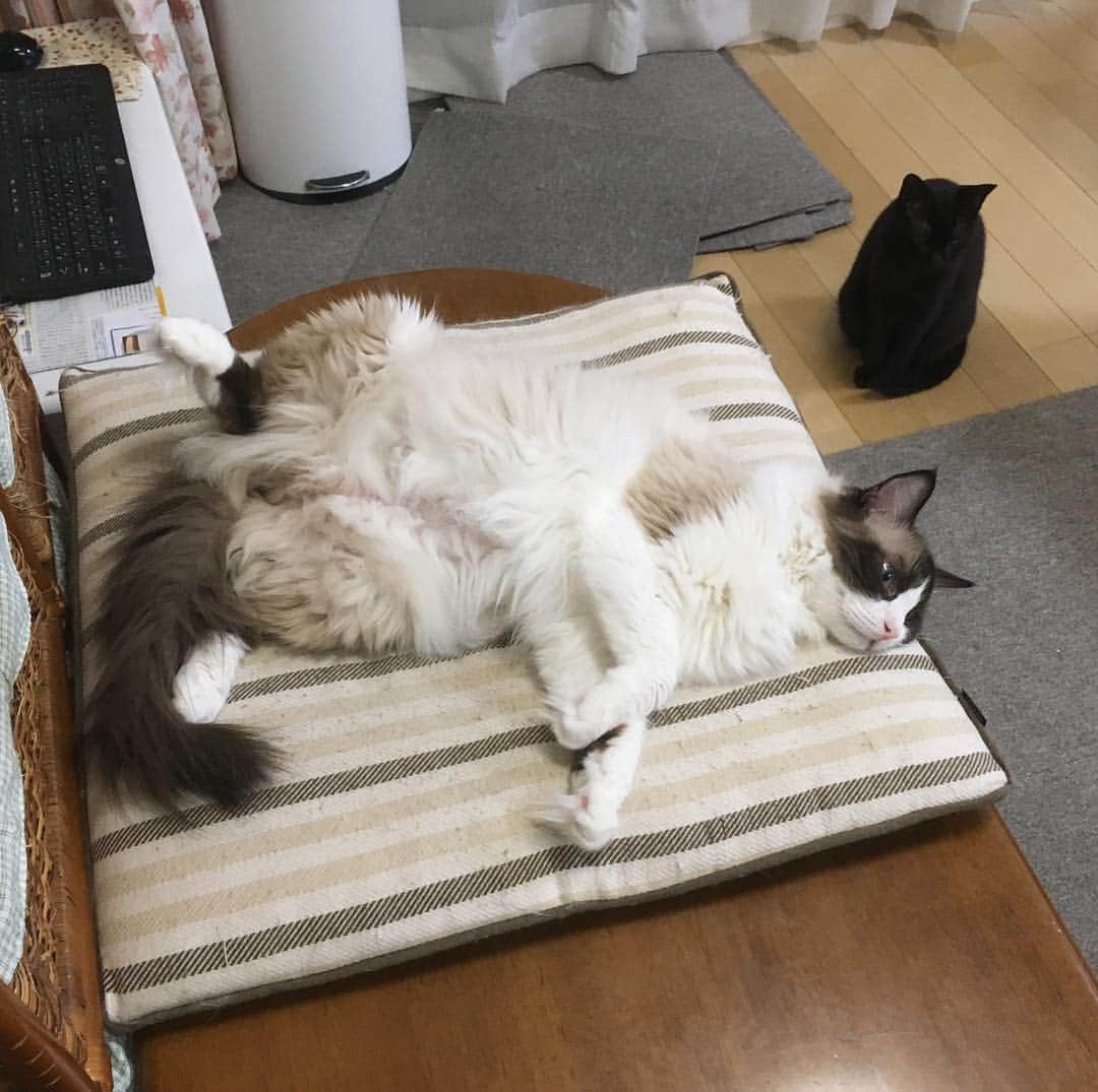 ホタテ＆クラム＆シラスのインスタグラム：「なんともだらしない（笑） #cat #neko #blackcat  #ragdoll #猫 #ねこ #黒猫 #ラグドール #catstagram #instagram #instagramjapan #ig_japan #igersjp」