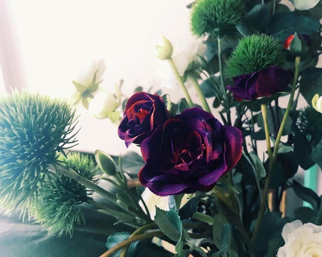 わちみなみのインスタグラム：「紫色のバラが綺麗だった🌹 .  ねるしん🎶 .  #バラ #薔薇 #roses #わちみなみ #撮影 #おやすみ  #ワワワワ〜」