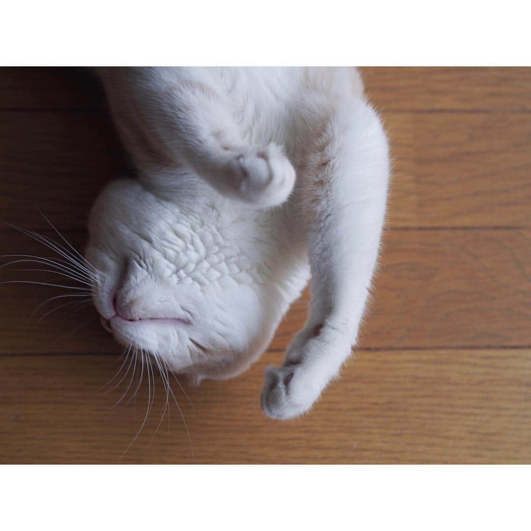 lemongeさんのインスタグラム写真 - (lemongeInstagram)「* ジ ダ ラ ク * So lazy * * * 追い夏季休暇が欲しいのぉ なんてこと考えながら 仕事してる休み明け。 * おやすみなさい いい夢を🌟 * 🍋 & 🐈🐈」8月30日 22時42分 - lemoooooonge