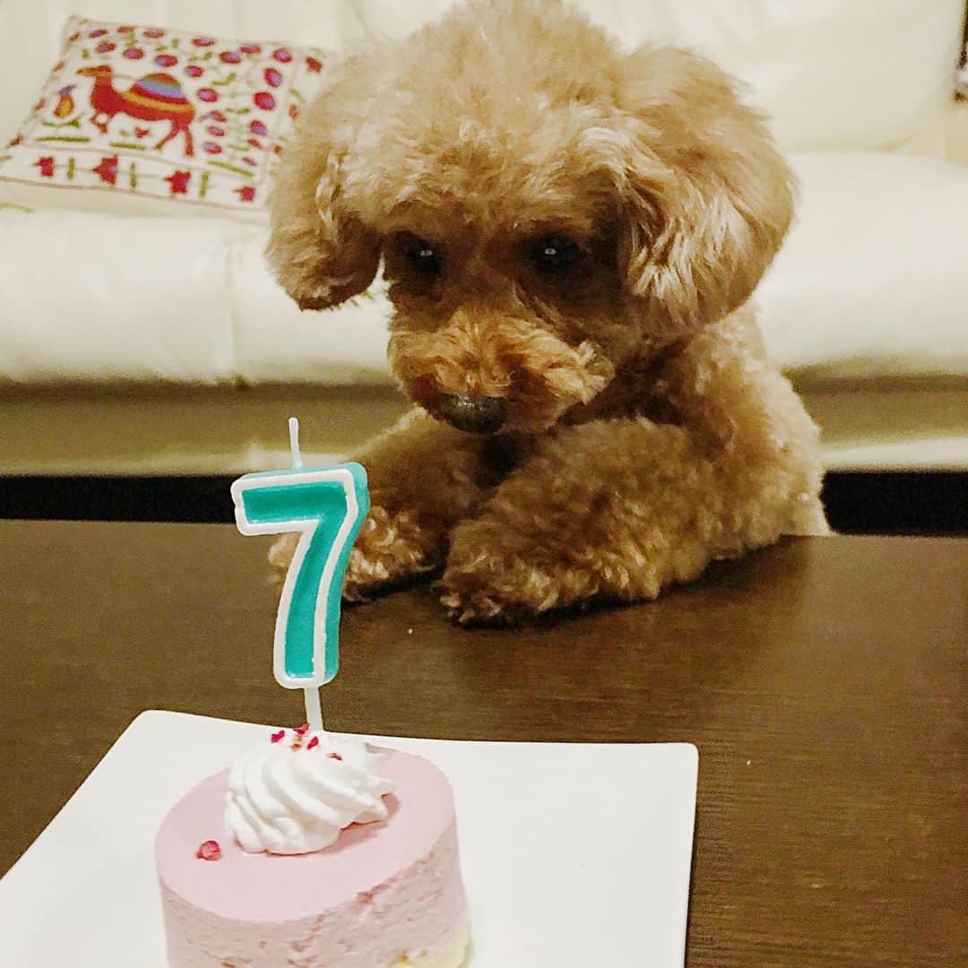荒生暁子さんのインスタグラム写真 - (荒生暁子Instagram)「パコちゃんお誕生日❤️ ケーキに大興奮🎂 #トイプードル#犬#トイプードル女の子#パコちゃん#犬の誕生日#犬の誕生日ケーキ#犬用ケーキ」8月30日 23時19分 - akikoarao0904