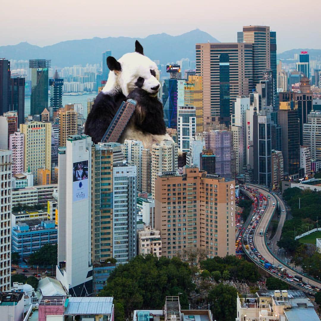 Discover Hong Kongさんのインスタグラム写真 - (Discover Hong KongInstagram)「Hong Kong’s giant panda has developed a taste for concrete. Stay tuned for more surreal scenes of Hong Kong from Instagrammer @surrealhk! 【朋友帶路：超現實看香港】 不知不覺，香港的大貓熊已經長這麼大了！ 跟著名Instagram達人 @surrealhk遊走香港，想像城市超現實一面！  #DiscoverHongKong #HongKong #hk #ilovehk #hkig #HKbuddy #HongKongbuddy #urbanjungle #streetscape #skyscrapers #surreal #surrealism #panda #giantpanda #HongKongIsland #HKIsland #WanChai #香港#香港逗陣行#香港旅行#我的香港朋友#香港建築#灣仔#貓熊#熊貓」8月30日 19時04分 - discoverhongkong