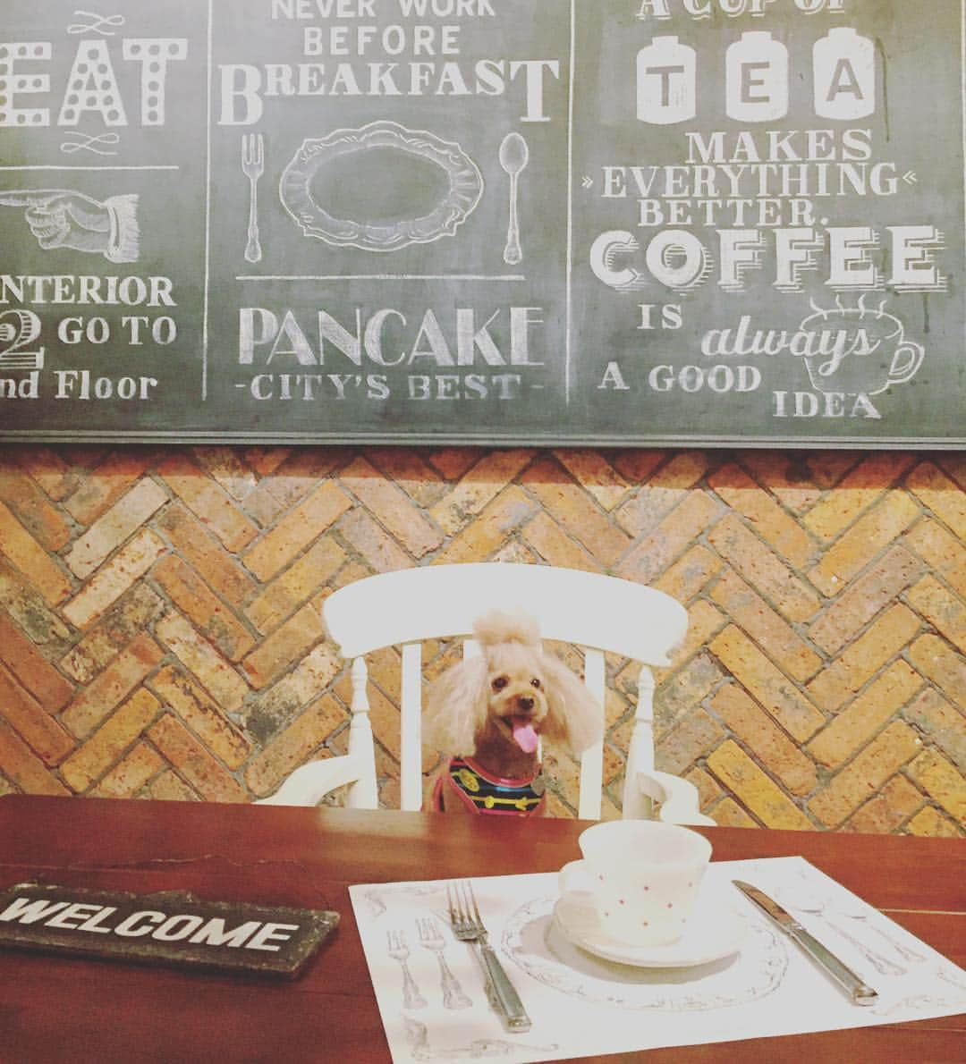 トワル ド リベルテのインスタグラム：「Dog #toiledeliberte #pancakes #antique #yutenji #ドッグカフェ #dogstagram #dogcafe」