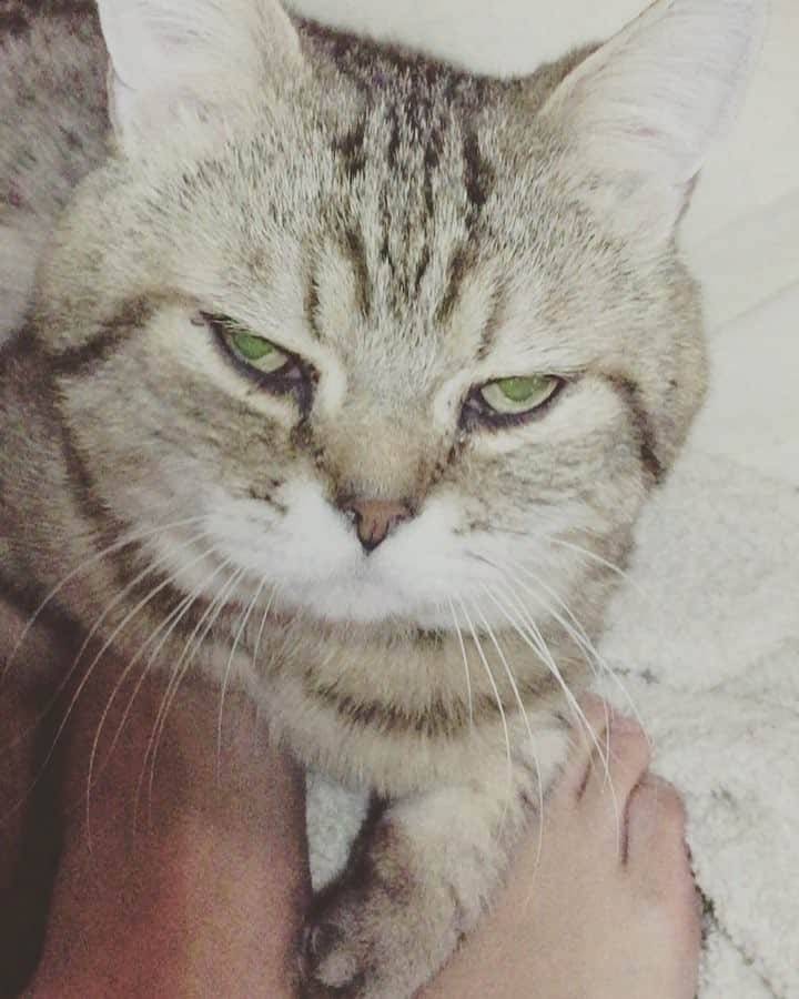 矢部あやのインスタグラム：「暗くてライト使ったらめっちゃ目パチパチしてた（笑） カヲルくん甘えん坊タイムらしい。 ・ #ふわもこ部 #ふわもこ猫部 #ねこ部 #ねこ好き #ねこすたぐらむ #にゃんこ #にゃんだふるらいふ #猫様 #アメショ #アメリカンショートへア #にゃんこムービー」