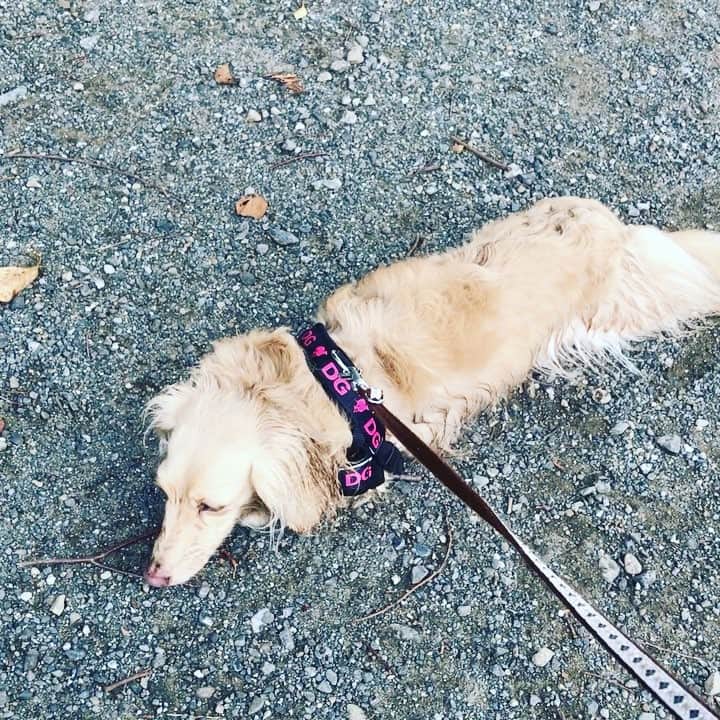 BETTYのインスタグラム：「She didn't want to go home 🏠」
