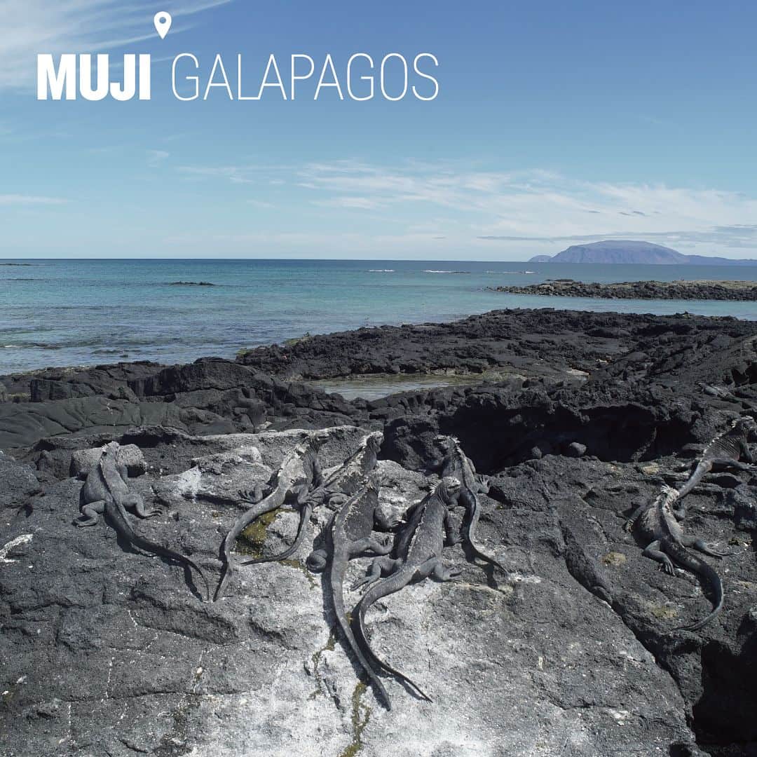 無印良品さんのインスタグラム写真 - (無印良品Instagram)「【MUJI GALAPAGOS】 day7 最も新しい島、フェルナンディナ島に到着。上陸したのは、プンタ・エスピノサという海に張り出した半島のような場所。岩場にいる驚異的な数のウミイグアナも、もはや風景のうち。ここでは海に泳ぎ出るイグアナにも出会いました。ウナギのように体をくねらせて泳ぎます。 午後からは再びイザベラ島の岸壁に。パンガに乗ったままアントニオ・ガウディを想わせる異形の岩場で海鳥たちが生き生きと暮らしている様子を見ました。 muji.com/jp/galapagos  Arrived at Fernandina, the newest of the islands. We disembarked in Punta Espinoza, a kind of peninsula sticking out into the sea. The amazingly large numbers of marine iguanas on the rocks seem to form a permanent part of the scenery. Here I also saw some iguanas plunging into the sea for a swim. Their swimming style resembles that of an eel, snaking their bodies left and right through the water. In the afternoon, we went back to the steep cliffs of Isabela Island. From the panga, I saw lively sea birds living on fantastically-shape rocks, reminiscent of the artworks of Antoni Gaudí.  #muji #無印良品 #無印 #muji_galapagos #marineiguana #ウミイグアナ #galapagossealion #ガラパゴスアシカ#seabird #海鳥 #bluefootedbooby #アオアシカツオドリ #boat #panga #パンガ #ゴムボート #puntaespinoza #プンタエスピノサ #fernandinaisland #フェルナンディナ島 #galapagos #ガラパゴス #journey #trip #travel #旅」9月2日 10時14分 - muji_global