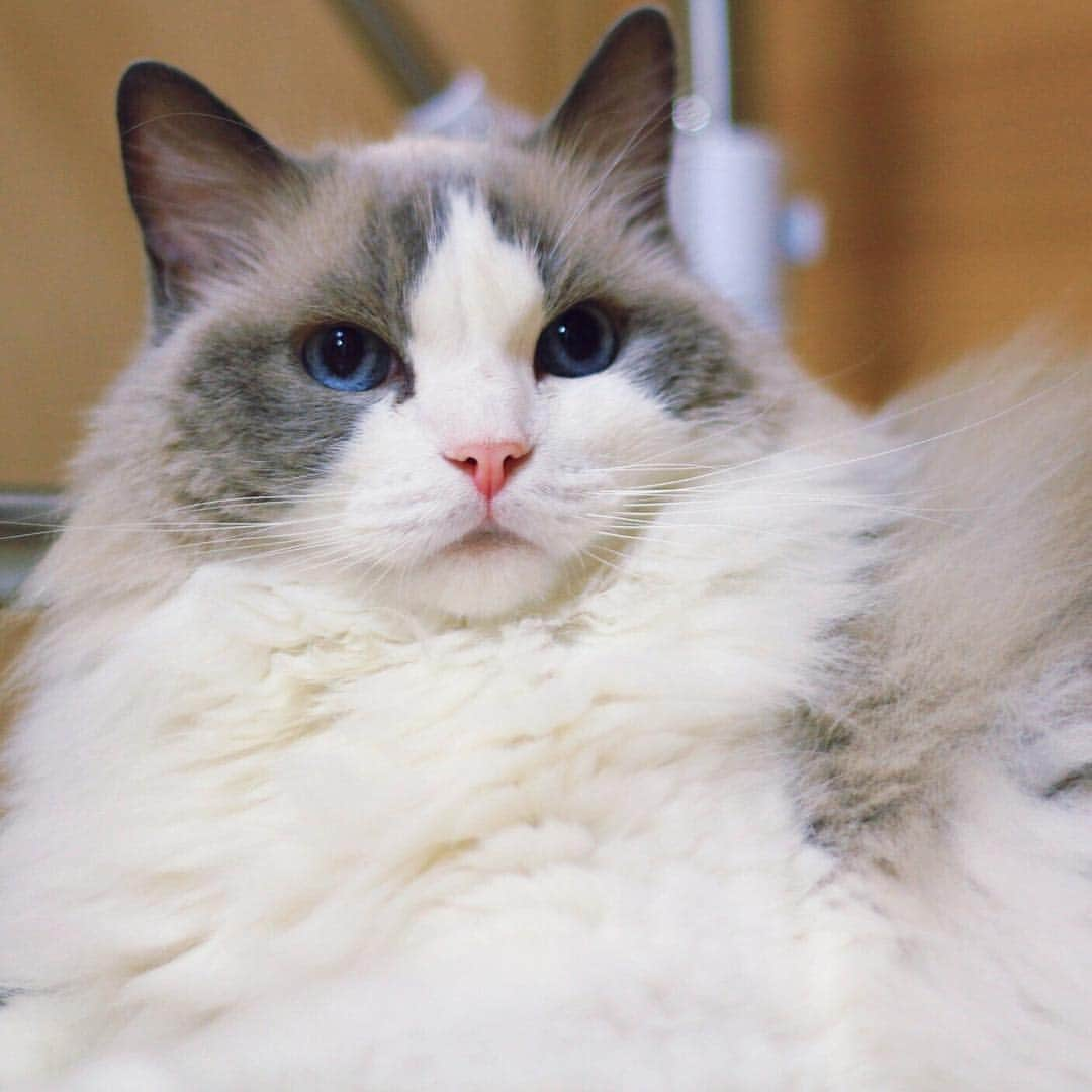 アンナのインスタグラム：「#cat #ragdoll #ragdollcat #neko #ネコ #ねこ #猫 #ラグドール」