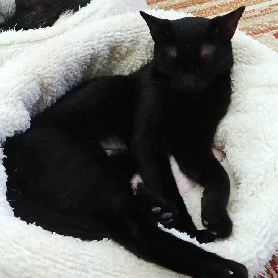 太田麻美さんのインスタグラム写真 - (太田麻美Instagram)「初めての猫カフェ🐱🐾 #cat #cats #catcafe #catcafé #黒猫 #くろねこ #ねこ #にゃんこ #猫 #ネコ #猫カフェ」9月2日 21時59分 - asami0523