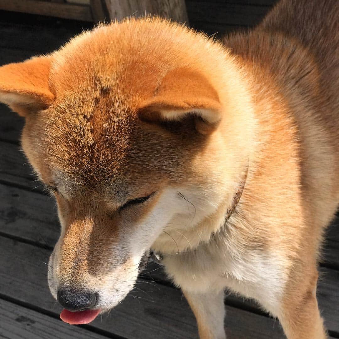 木津悠輔のインスタグラム：「暑いんやろな、ちょっとハゲとるわ #犬」