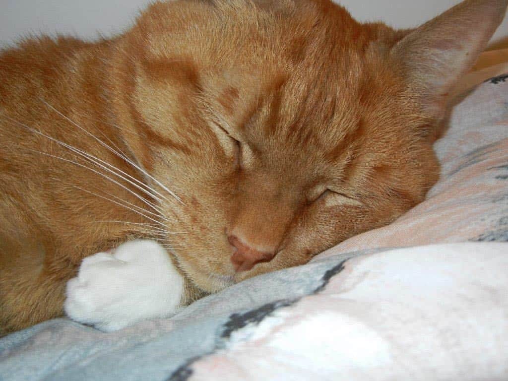ボボのインスタグラム：「It's a Sunday. Continue sleep mom. 😴 #sundaymorning #sleepycat #whitesocks #tabbycat」