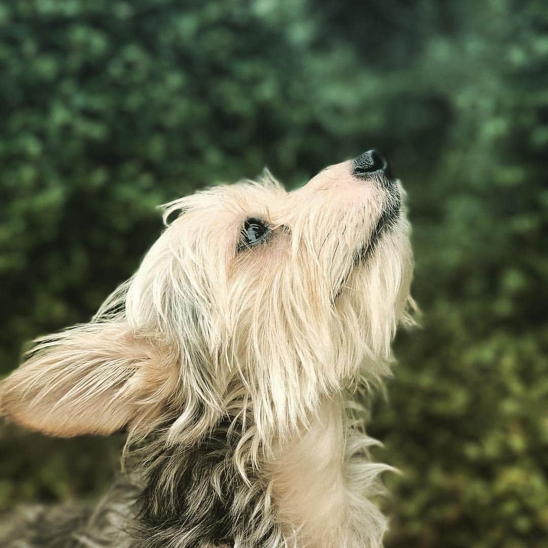 のインスタグラム：「#切ない #夏の思い出 #missingyou #painful #summermemories  #dogmodel #editorialphotography #dog #dogsofinstagram #yorkiesofinstagram #dachshund #doggy #doggie #insta_dogs #instapups #willywonka #followme #ヨーキー #ダックスフント #ダックスフンド #ヨークシャテリア #ハーフ犬 #ミックス犬」