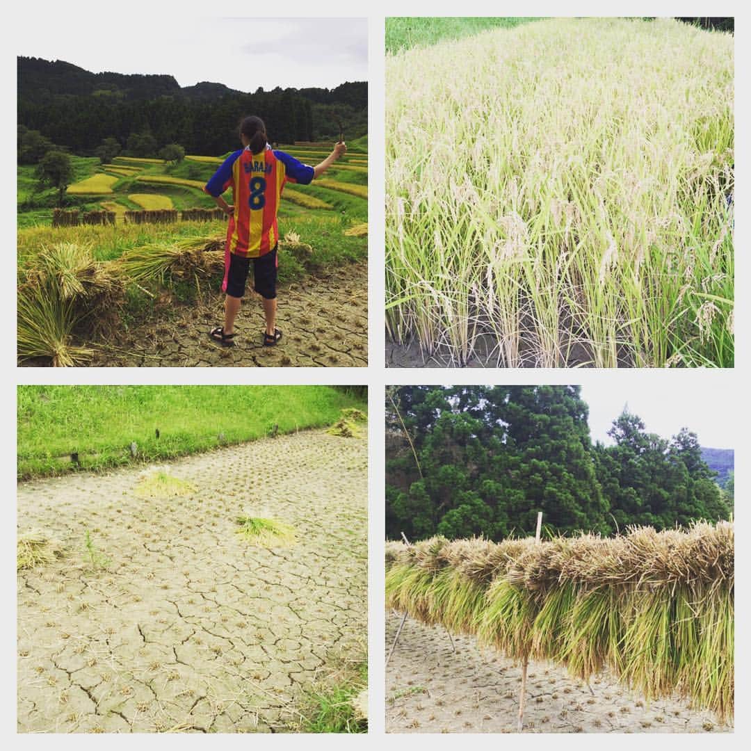 亀井理那のインスタグラム：「この間、人生初の稲刈りに挑戦してきましたー😆✨ 田んぼの景色がすごく綺麗で癒されつつ、刈って刈りまくりましたっ！笑 お米がすごく美味しかった〜❤️ 自分で刈ると改めて、ありがたみを感じます✨ 収穫が楽しみだぁ☺️☺️ #亀井理那 #女優#タレント#稲刈り #農業女子 #お米 #感謝」