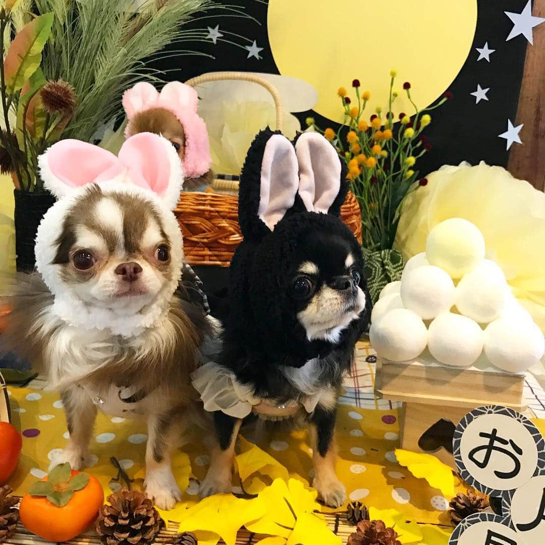 kayoのインスタグラム：「* * 今月のセットは お月見〜🎑🐰🌕 * お団子とまん丸お月様と うさぎちゃん🐰🐰🐰 * * Lychee🐰💕Melon🐰💕🌰🐰💕 * * #今月も可愛いセット #お月見#お団子 #毎月楽しみ * #chihuahua#chihuahualove#dogstgram#dog#instadog#ちわわ#チワワ#チワワ画像#チワワ大好き#チワワ部#親ばか部#ロングコートチワワ#多頭飼い#パピー#puppy * *」