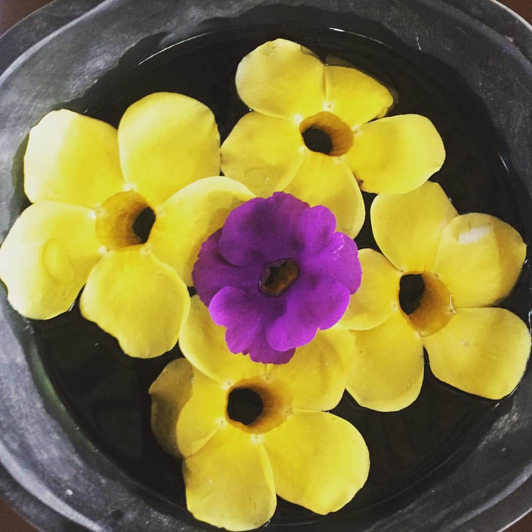 矢島里佳のインスタグラム：「フィリピンにて。 #フィリピン #お花」