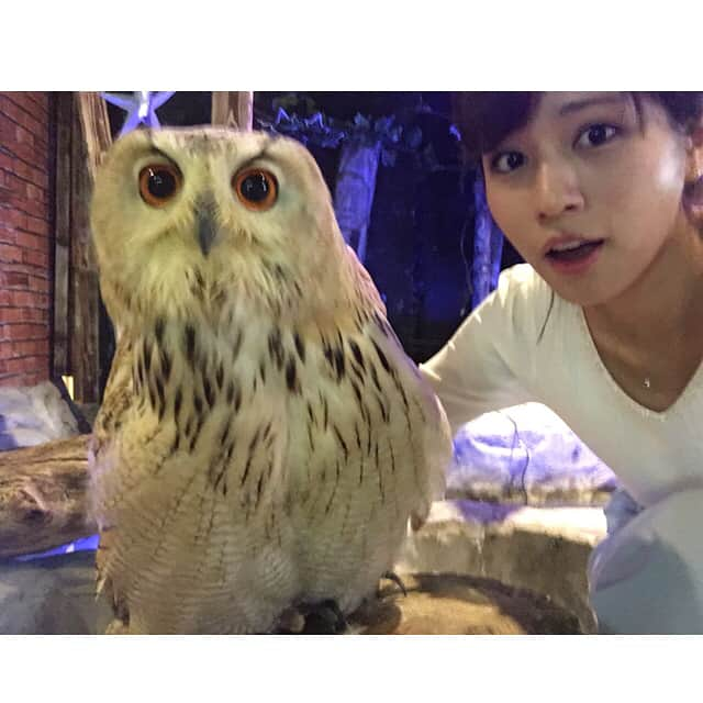 堤礼実さんのインスタグラム写真 - (堤礼実Instagram)「先日お仕事で訪れたフクロウがいるカフェ✨ ツーショット撮ろうとしたら、突然首がうねっと曲がって何とも言えないフォルムになりました。  #フクロウ #そんなフクロウに驚き私もこの表情 #決して避けられた訳ではないと思っている #フクロウの気持ちなんてフクロウにしかわからないじゃない？ #フクロウの曲線美 #間近で見るとこんな可愛らしいお顔してるのね #触り心地はふわっふわでした」9月5日 9時55分 - reimi_tsutsumi1123