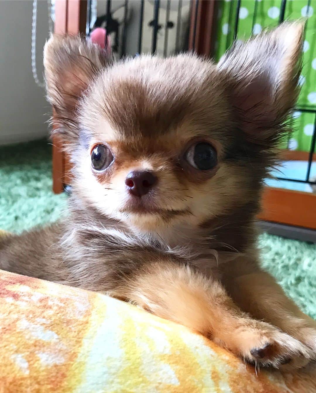 kayoのインスタグラム：「* * おはくり❤️ * * くりお🌰 今日で3ヶ月になりました😊 * 体重673g 頑張ってカリカリフード食べようね😂 * * kulio❤️ 2017.9.5 * #パピー #puppy #３ヶ月 * #chihuahua#chihuahualove#dogstgram#dog#instadog#ちわわ#チワワ#チワワ画像#チワワ大好き#チワワ部#親ばか部#ロングコートチワワ#多頭飼い * *」