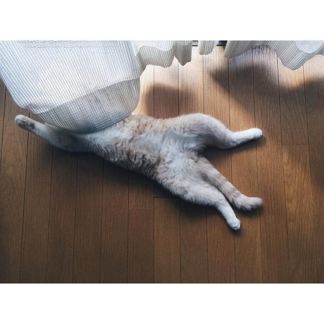 lemongeのインスタグラム：「おはよう🐾 . にゃるそっくは あきる。 . . .  窓にへばりつくように 外を眺めたあとはコレ。 たいくつ感満載... 今日も楽しい1日を . Good morning Have a good day!!🐾👋🏼 . 🍋 & 🐈🐈」