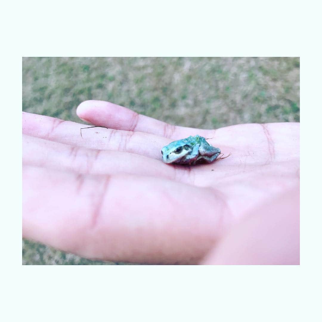 赤楚衛二さんのインスタグラム写真 - (赤楚衛二Instagram)「かえるちゃん。 #爬虫類嫌いな人ごめんなさい。」9月5日 17時58分 - akasoeiji