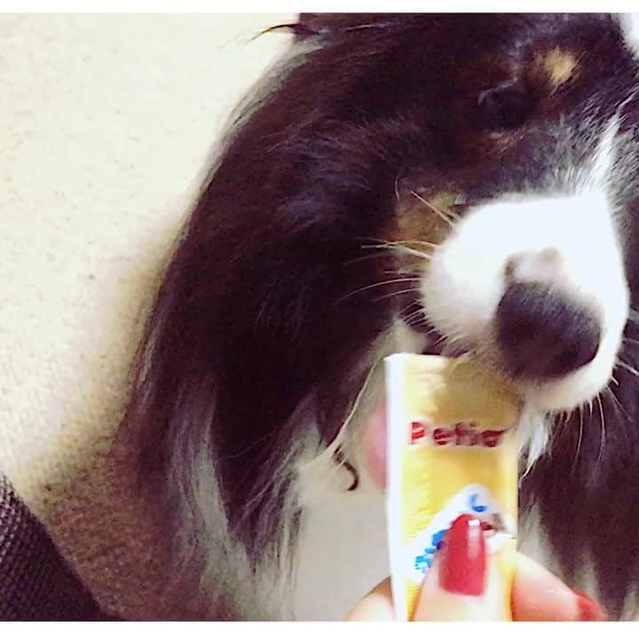 Petioのインスタグラム
