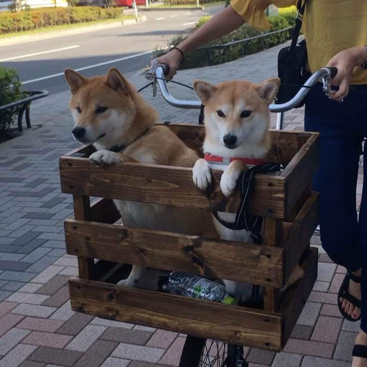 Moguのインスタグラム