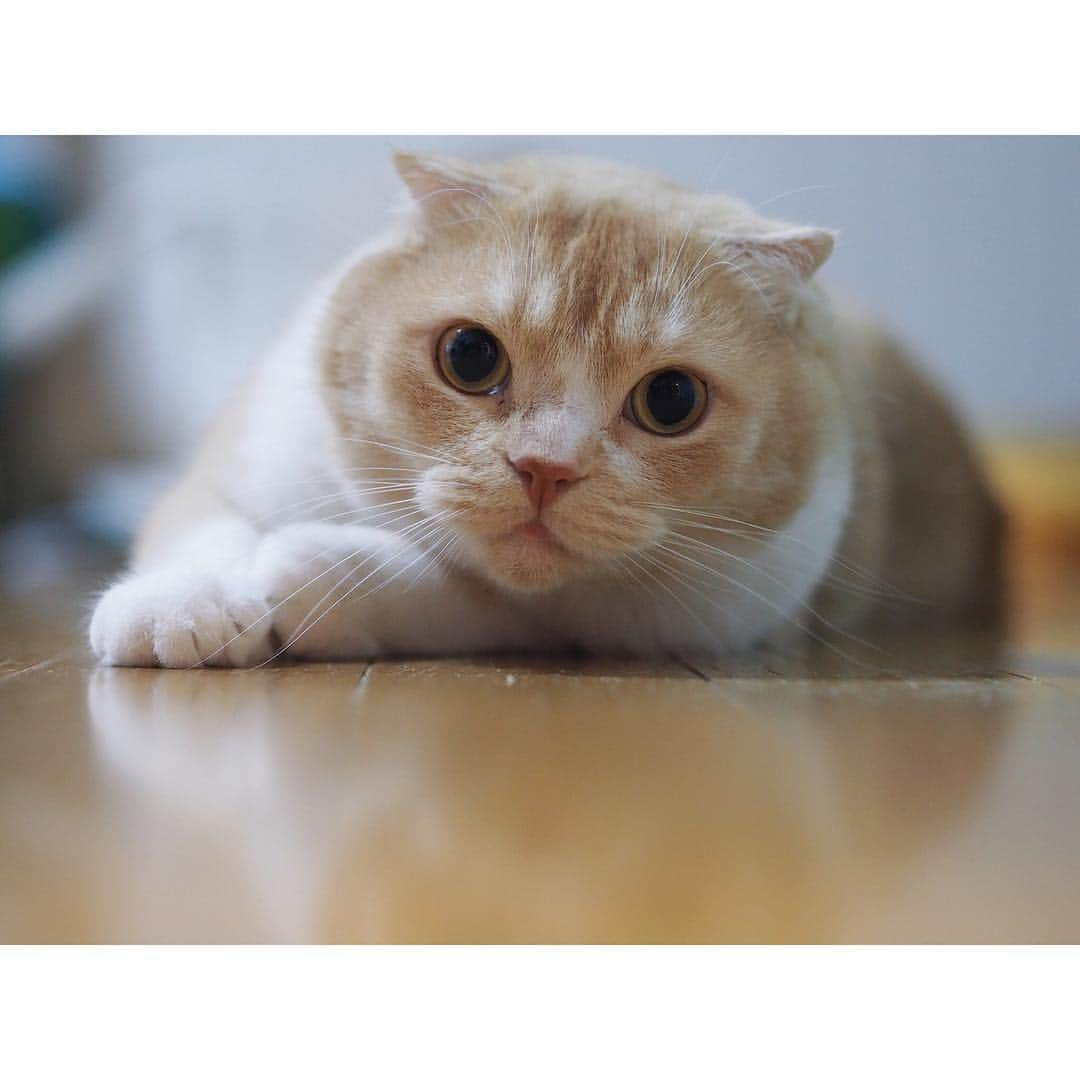 lemongeさんのインスタグラム写真 - (lemongeInstagram)「おはよう🐾 . もぐです。 ぼくだって げんきです . . . フローリングでゆるりと 涼んでるとこに ぱぴこのウンコハイ。 逆鱗に触れ ぱぴこを 追いかけ回すほどは 元気あります 写真撮る時間より こねくり回してる時間の方が 比率が高めなので 最近もぐの出番が少なめです 今日も楽しい1日を . Good morning Have a good day!🐾👋🏼 . 🍋 & 🐈🐈」9月6日 8時17分 - lemoooooonge